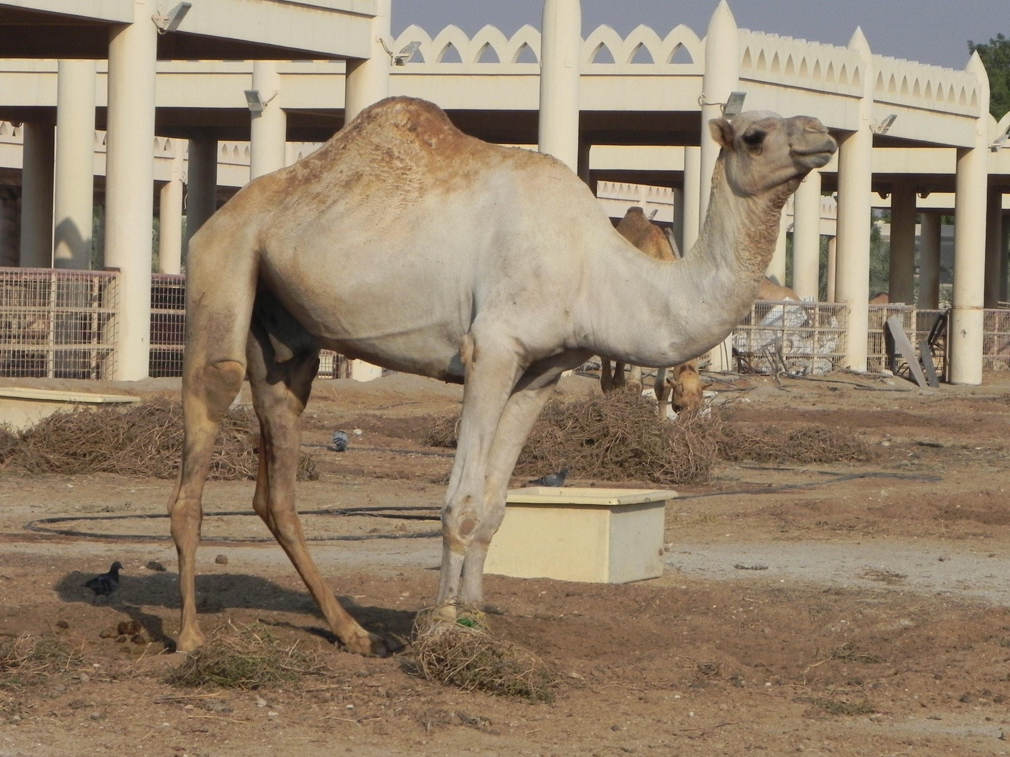 Bahrain