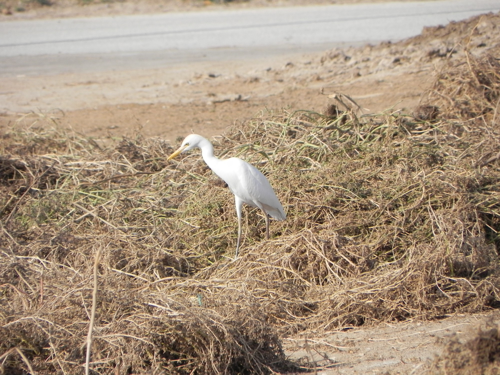 Bahrain