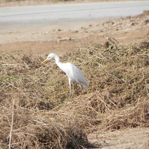 Bahrain