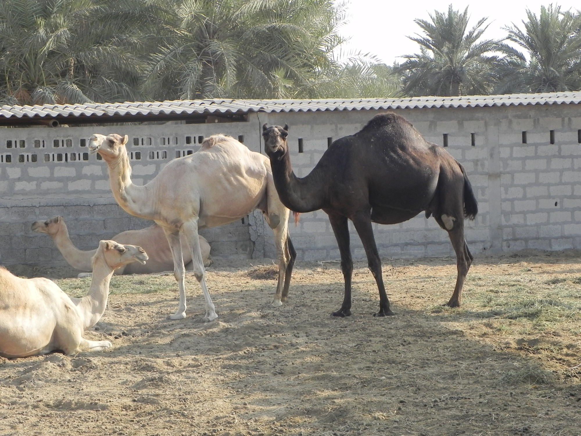 Bahrain