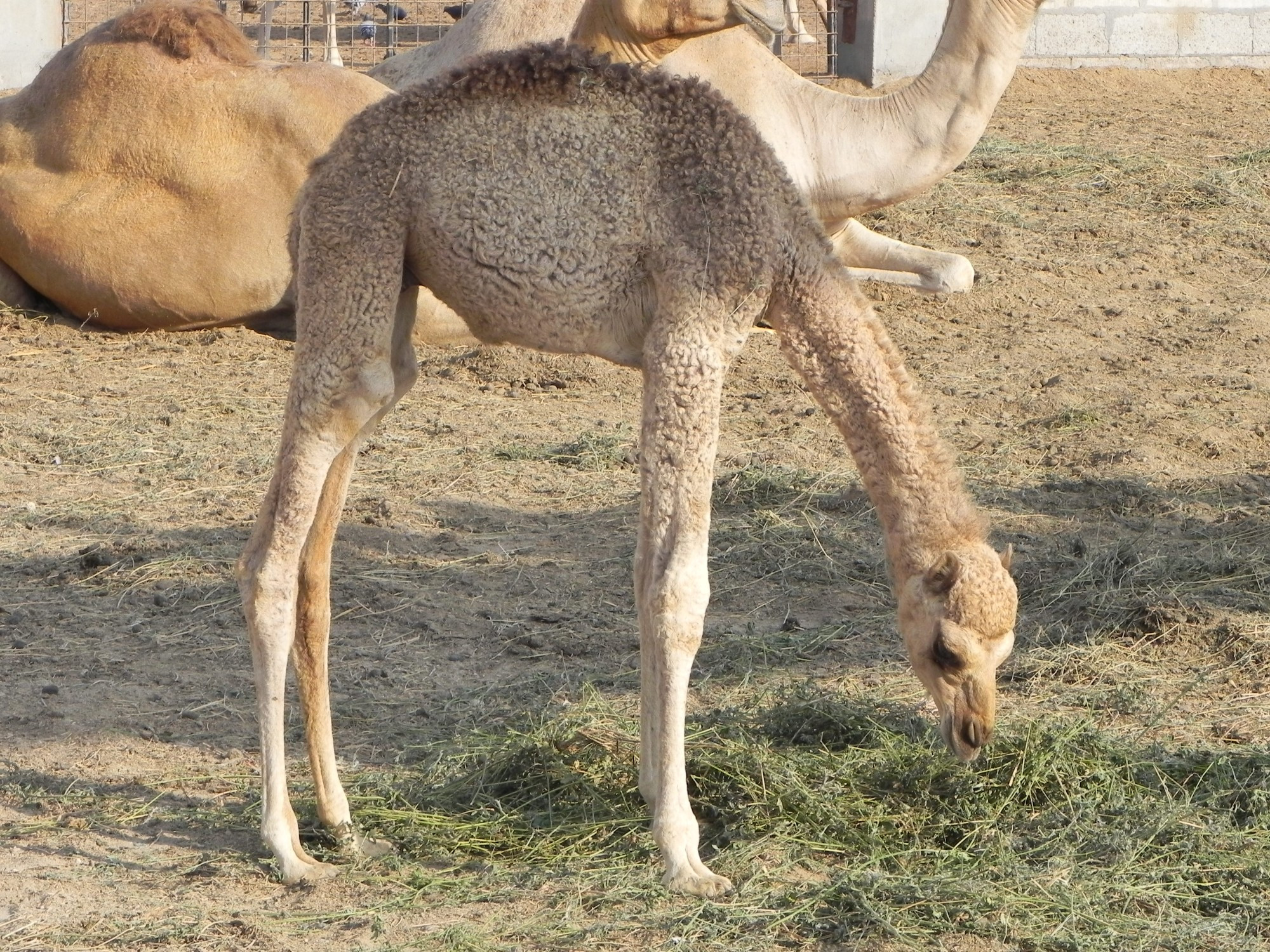 Bahrain