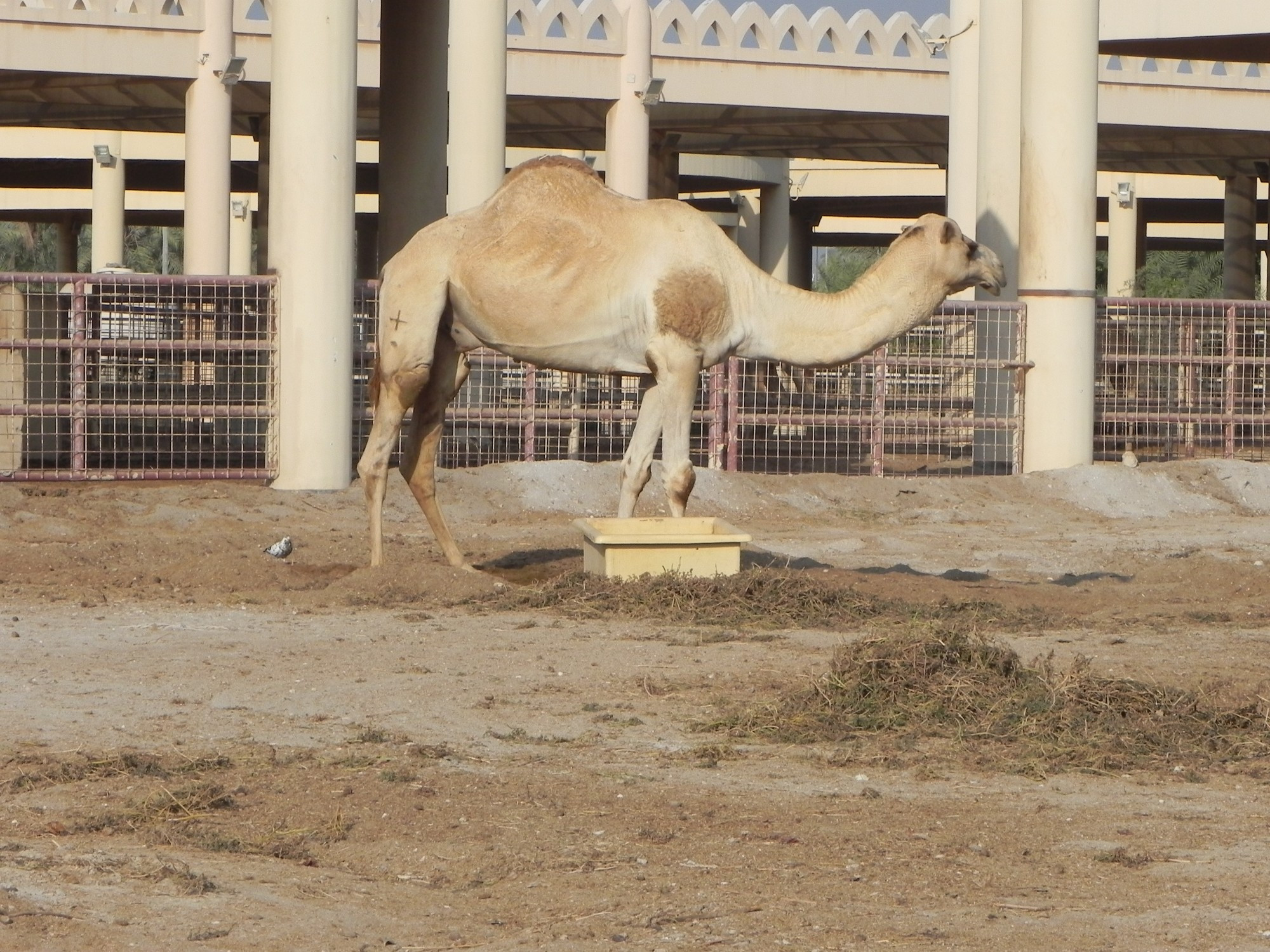 Bahrain