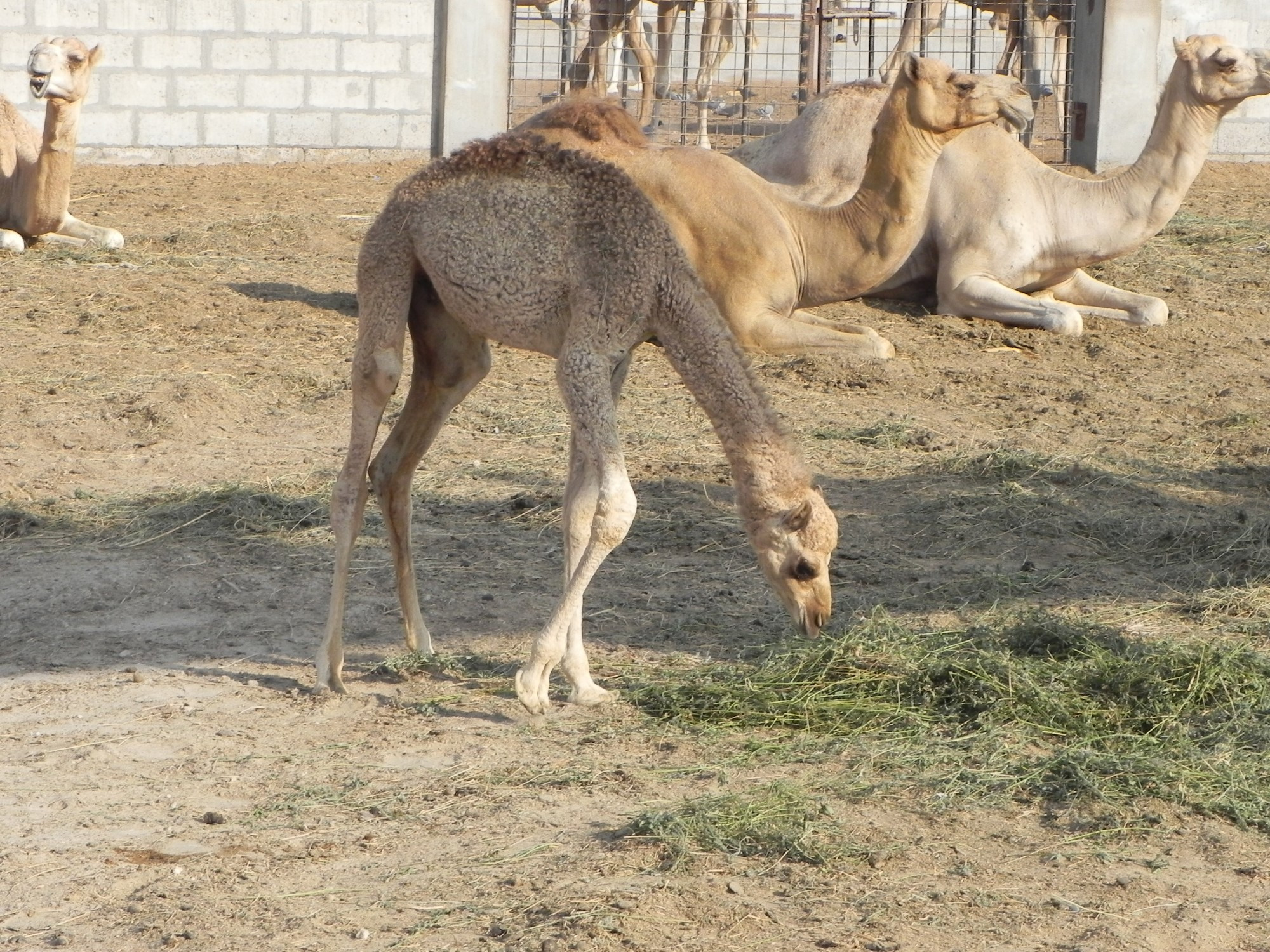 Bahrain