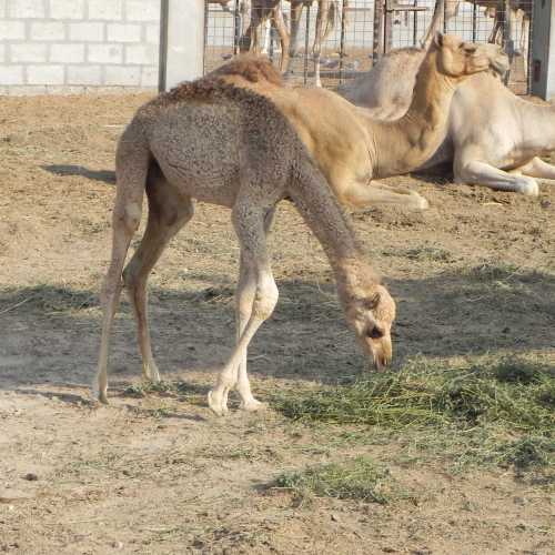 Bahrain