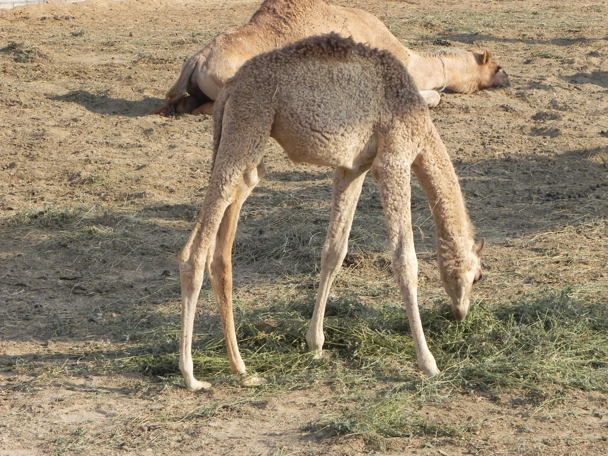 Bahrain