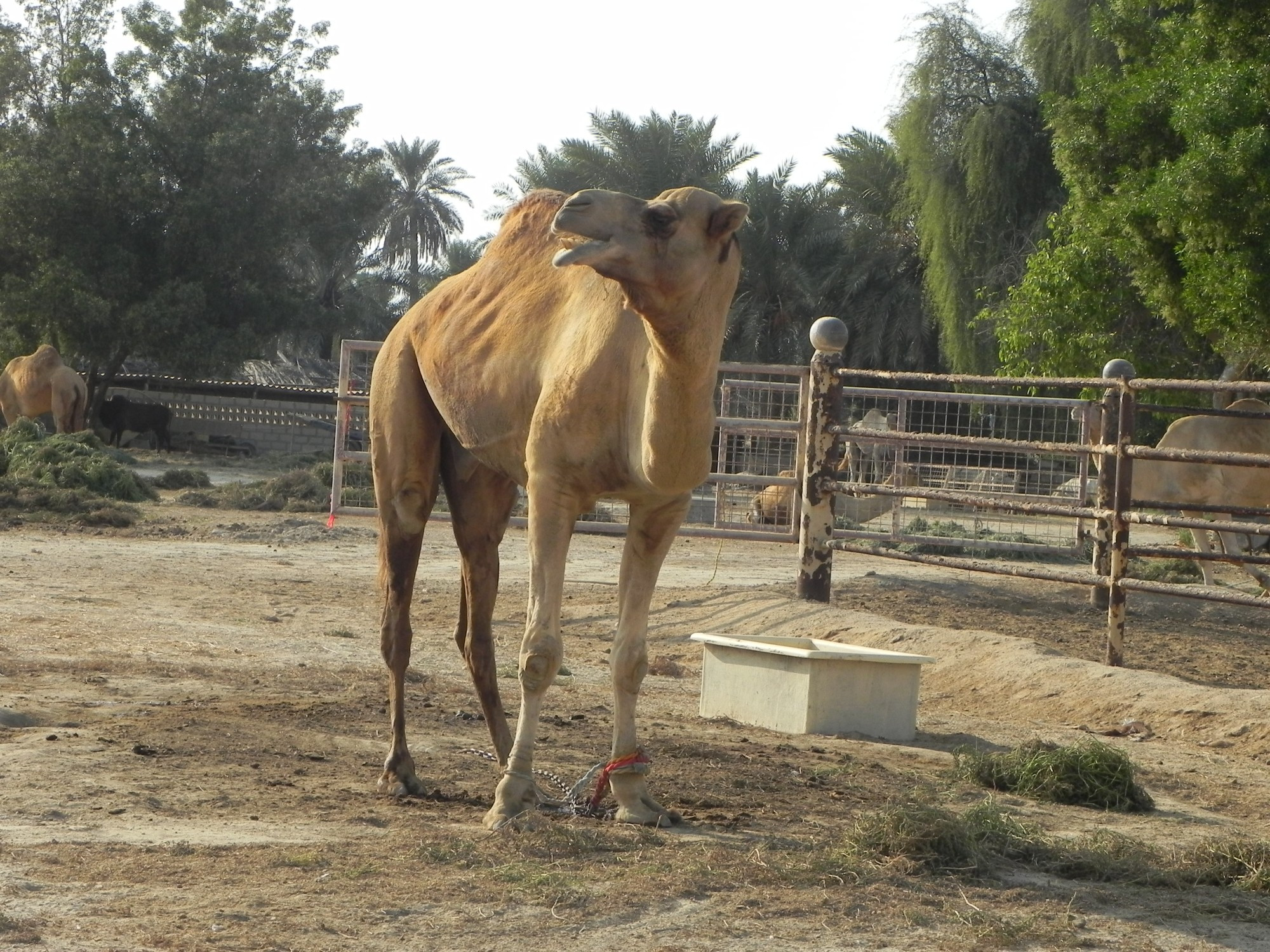 Bahrain