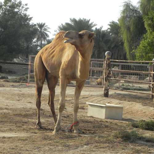 Bahrain