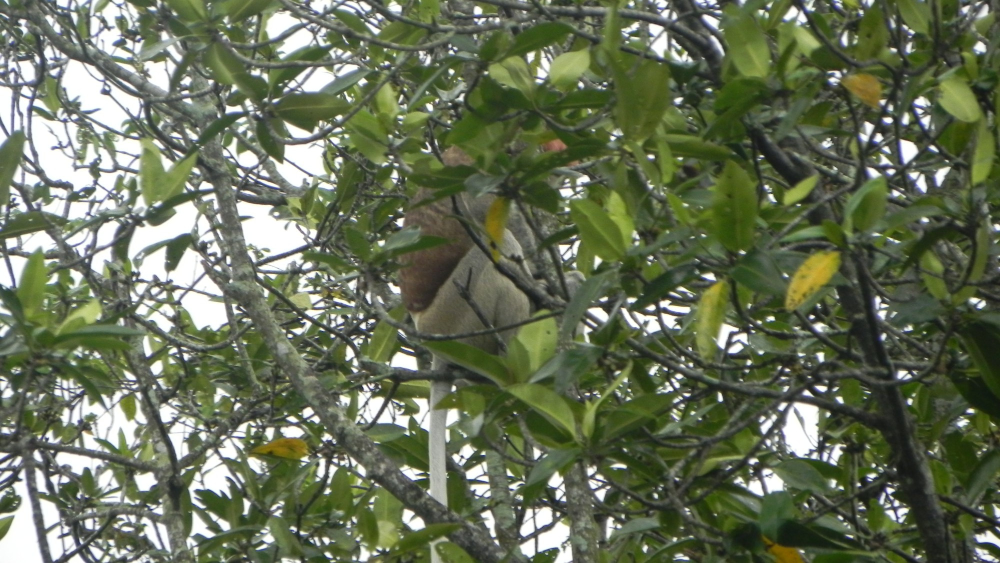 Brunei