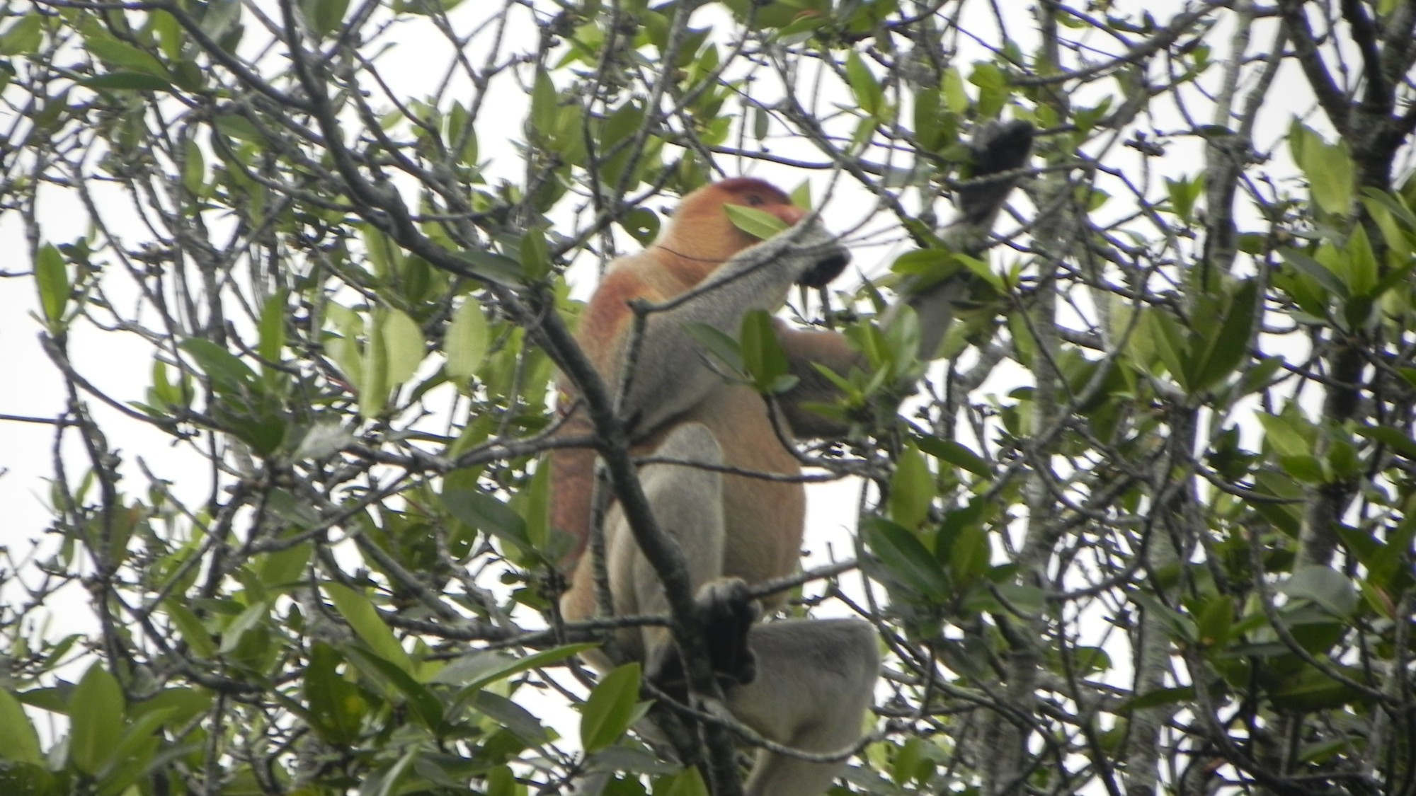 Brunei