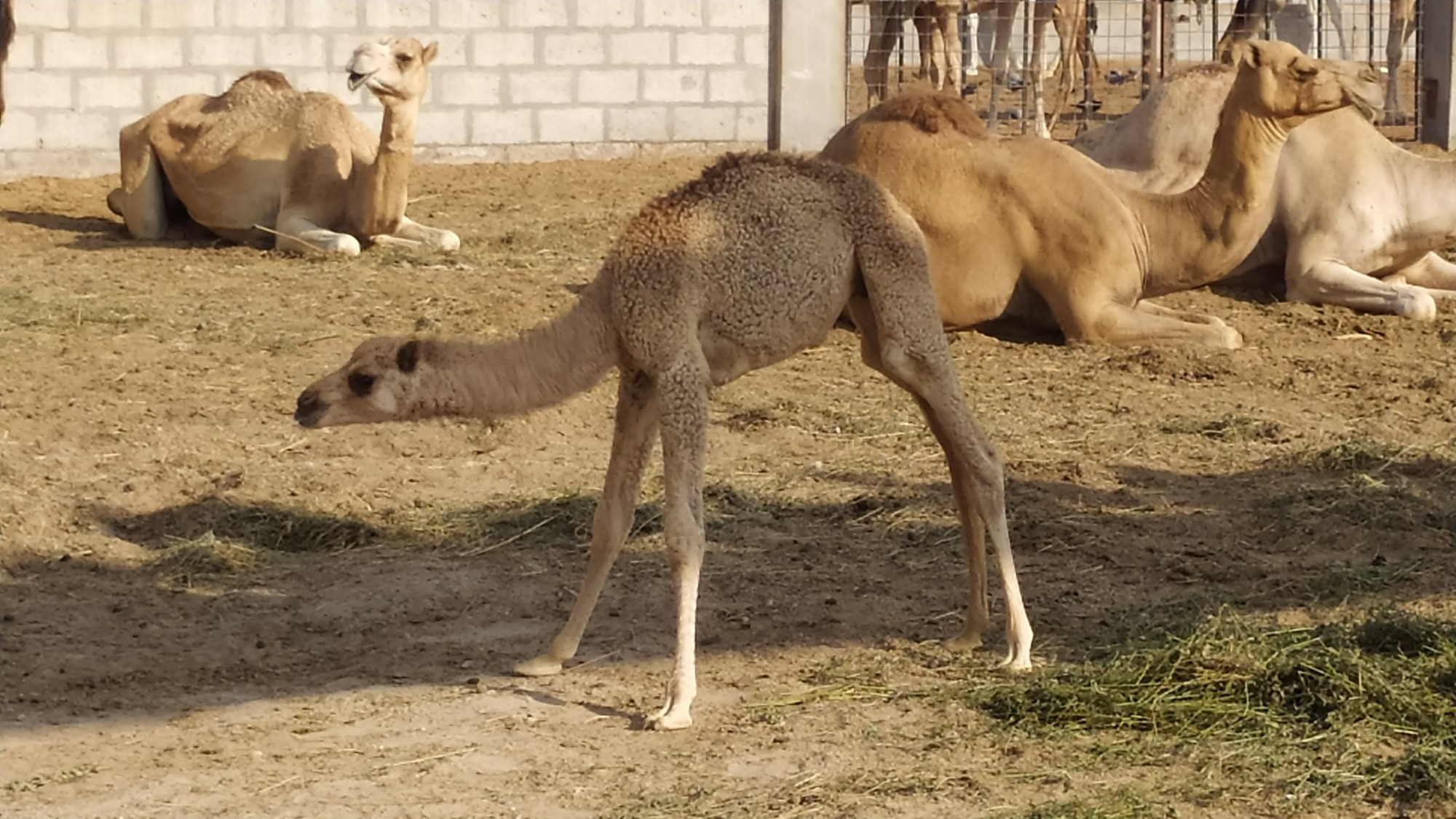 Бахрейн