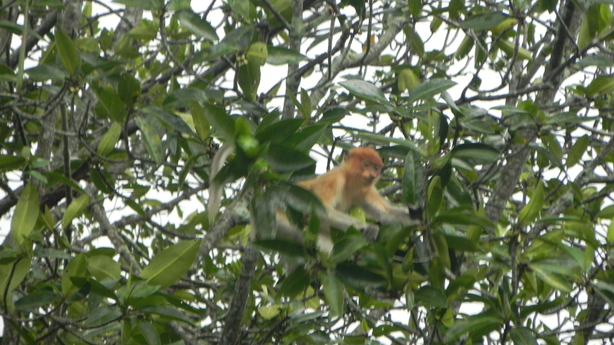 Brunei