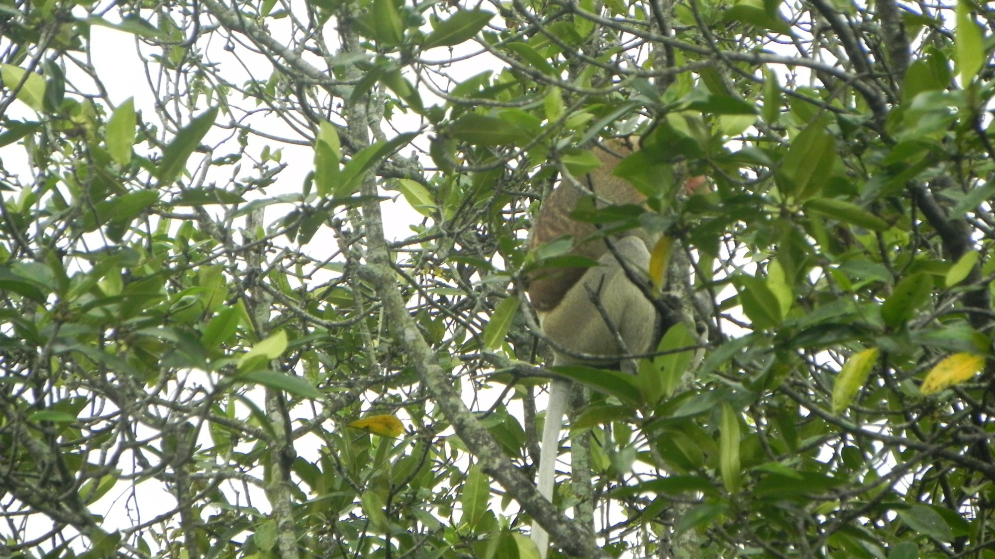 Brunei