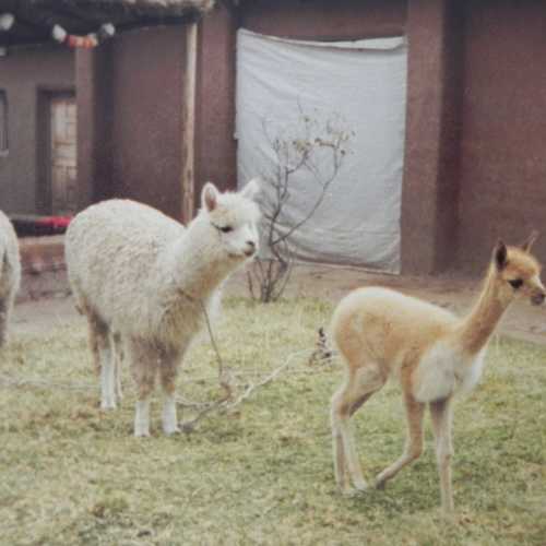 Peru