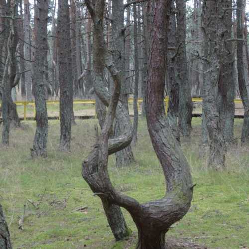 Калининградская область. Куршская коса.Танцующий лес