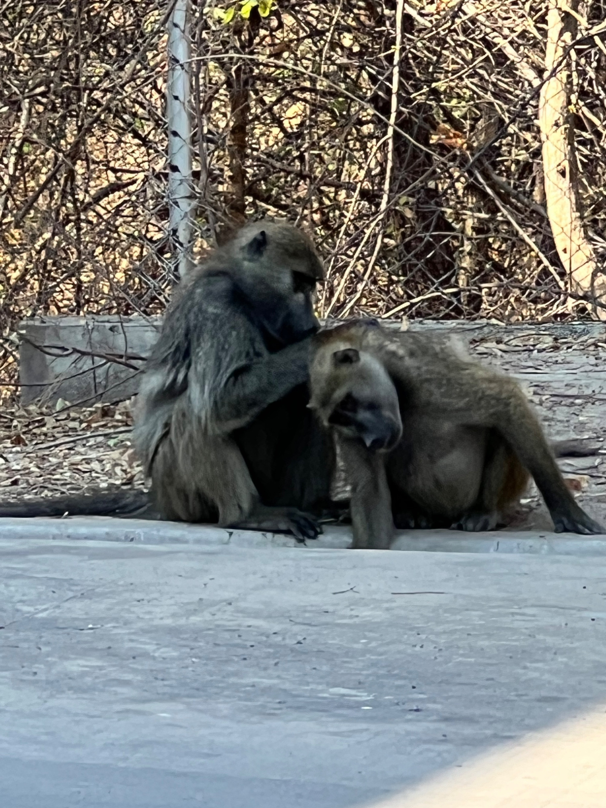 Baboons on the side of the road 