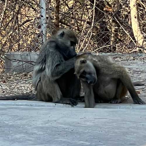 Baboons on the side of the road 