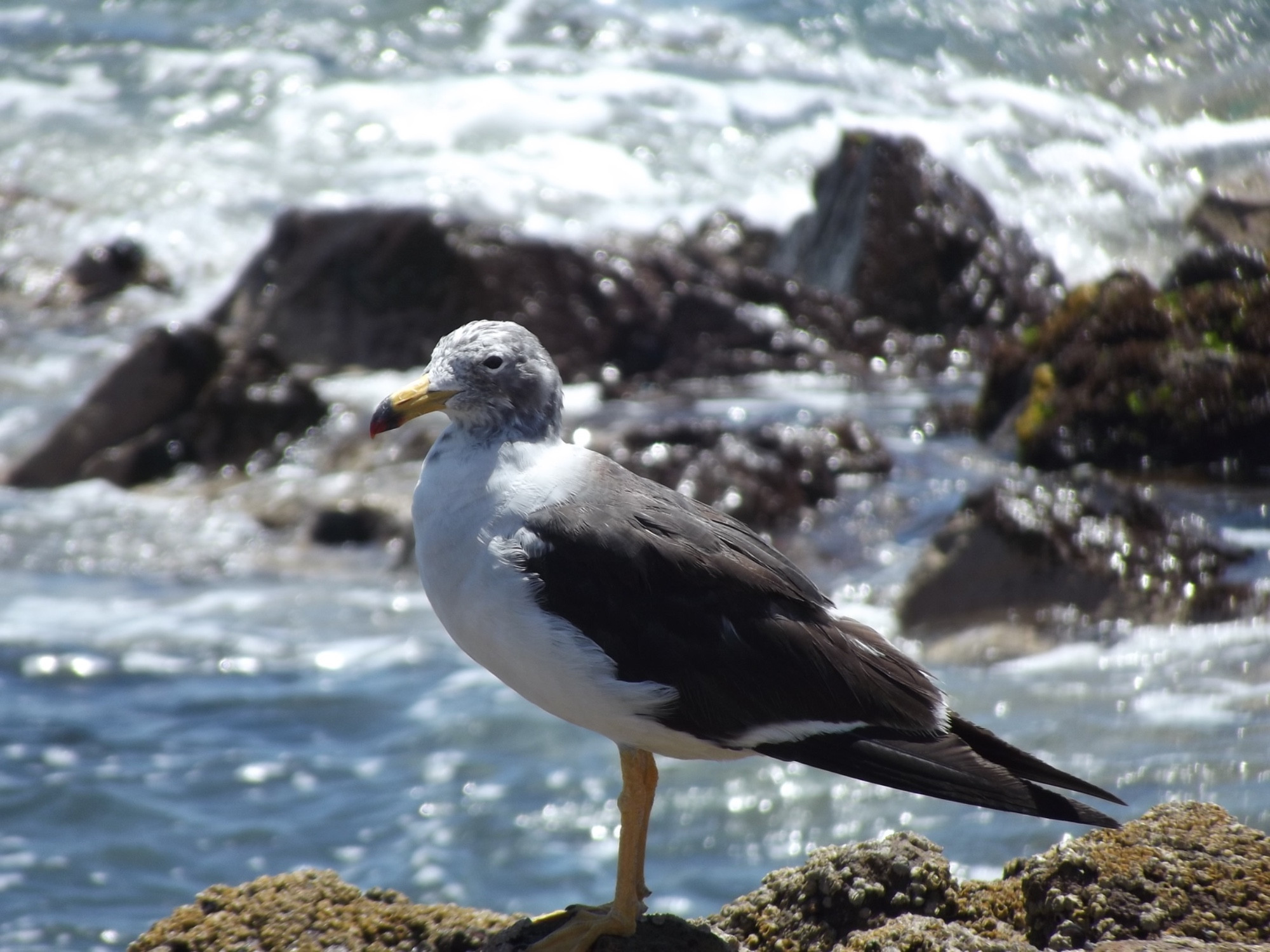 Iquique