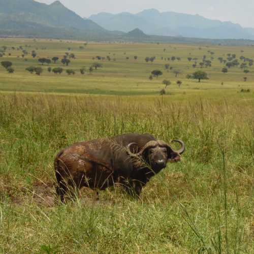 kidepo national park, Уганда