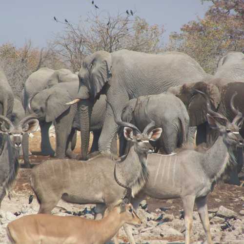 Etosha National park photo