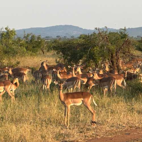Национальный парк Крюгер, ЮАР