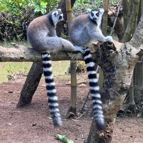 Lemuriai Land, Мадагаскар