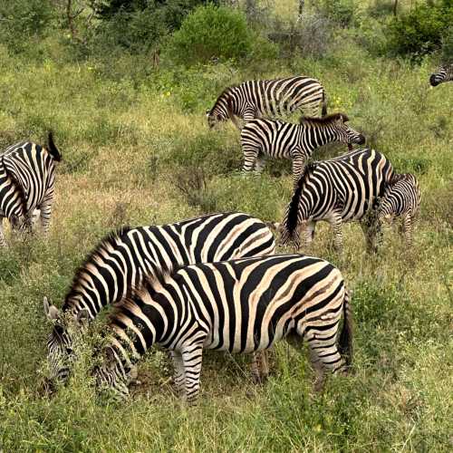 Национальный парк Крюгер, ЮАР