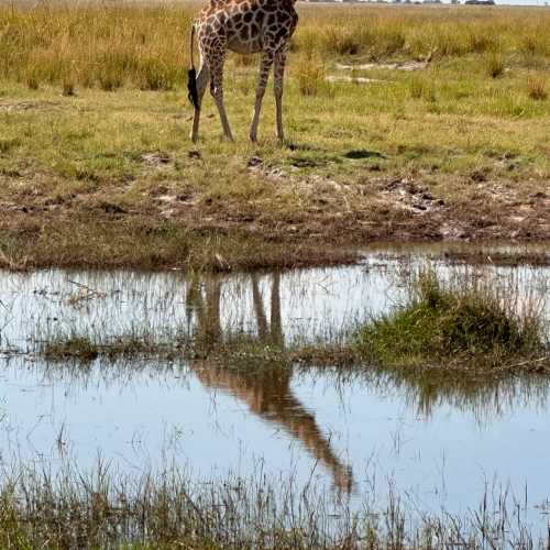 Chobe National park, Botswana