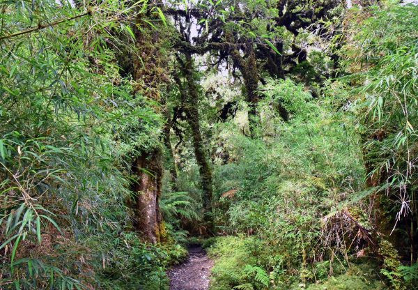 Pumalín Douglas Tompkins National Park, Chile