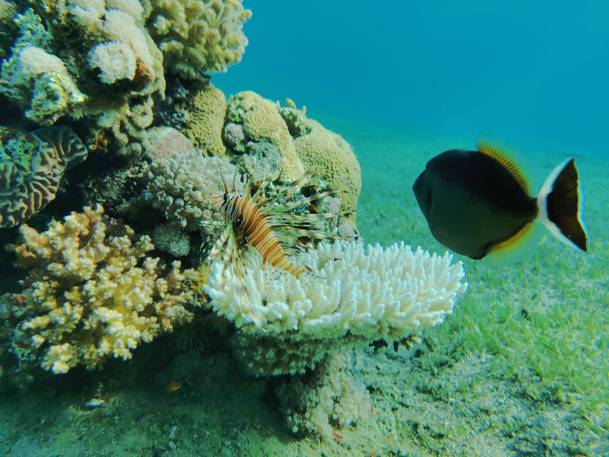 Aqaba, Jordan