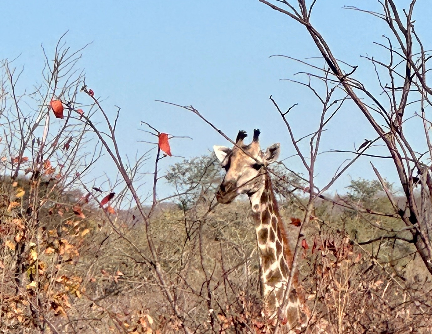 Zimbabwe