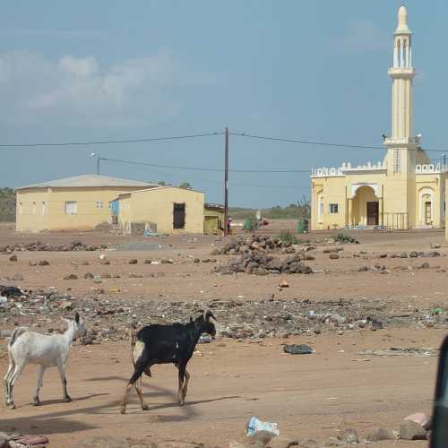 Damerjog, Джибути