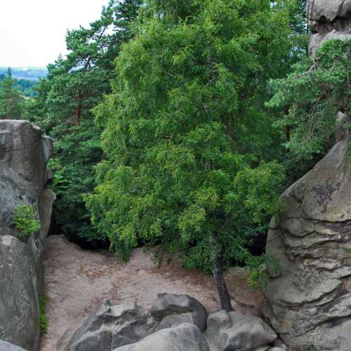 Заповедник Пшондки, Poland