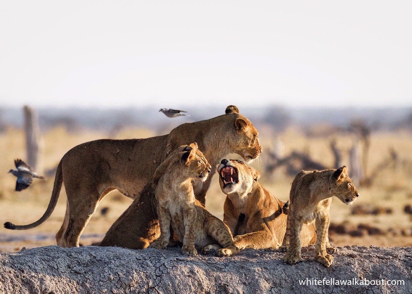 Botswana