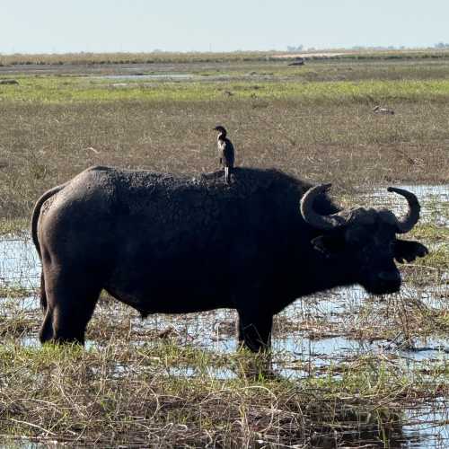 Chobe National Park, Ботсвана