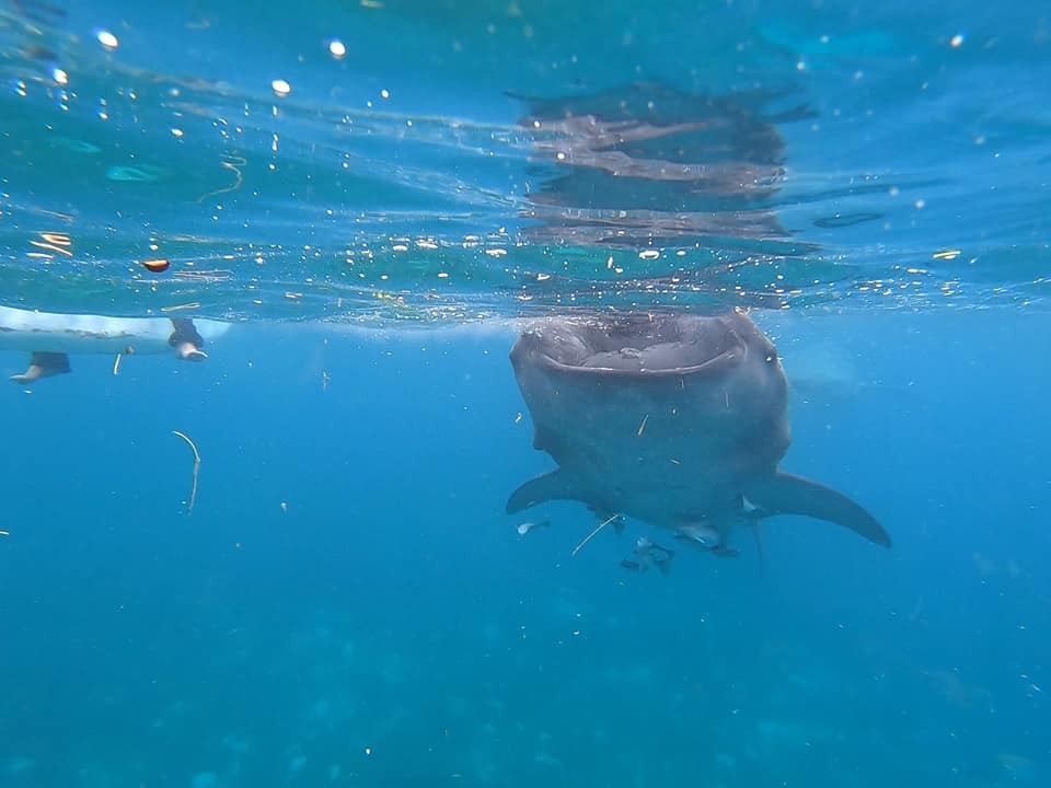 Oslob whale watching, Филиппины