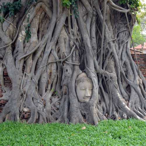Buddha Head in Tree Roots photo