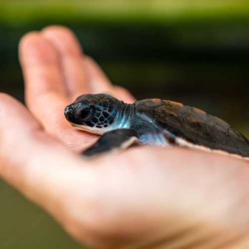 Sea Turtle Hatchery, Шри-Ланка