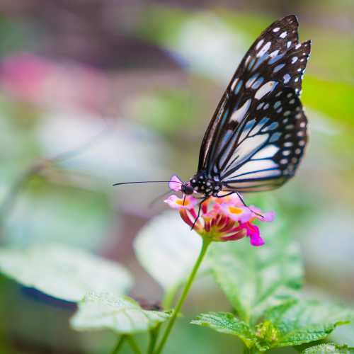 Bohol Butterfly Bonsai Garden, Филиппины