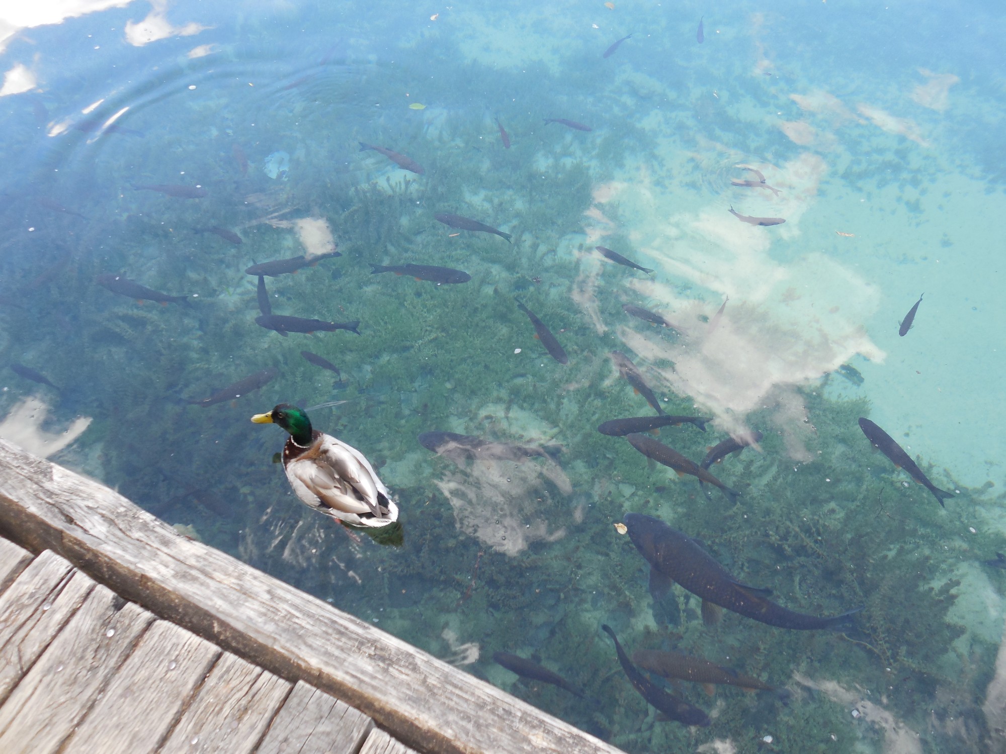 Вода в Плитвицких озерах чистейшая. У плавающих уточек видны даже красные ножки, а рыбы хвастаются перед нами своими цветными плавниками.