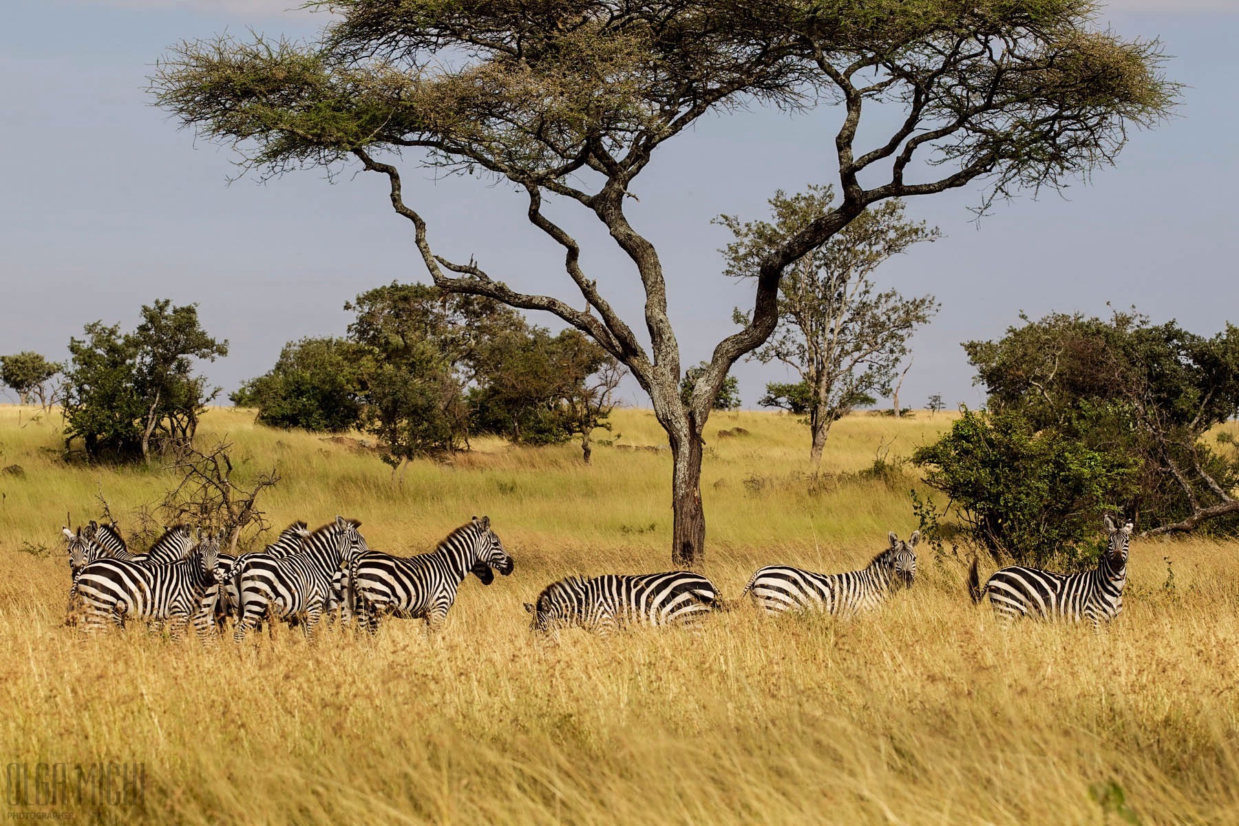 Национальный парк Танзании Серенгети животные