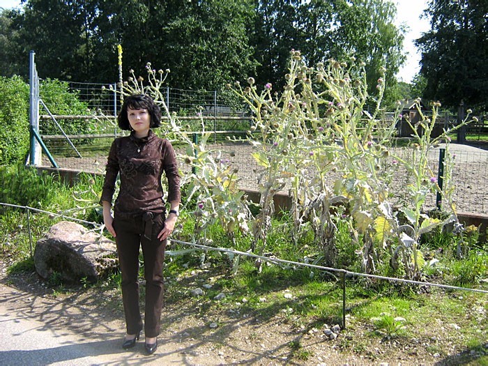 Таллин, 2008