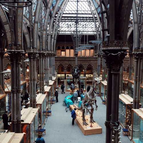 Музей естественной истории Оксфордского университета, Великобритания