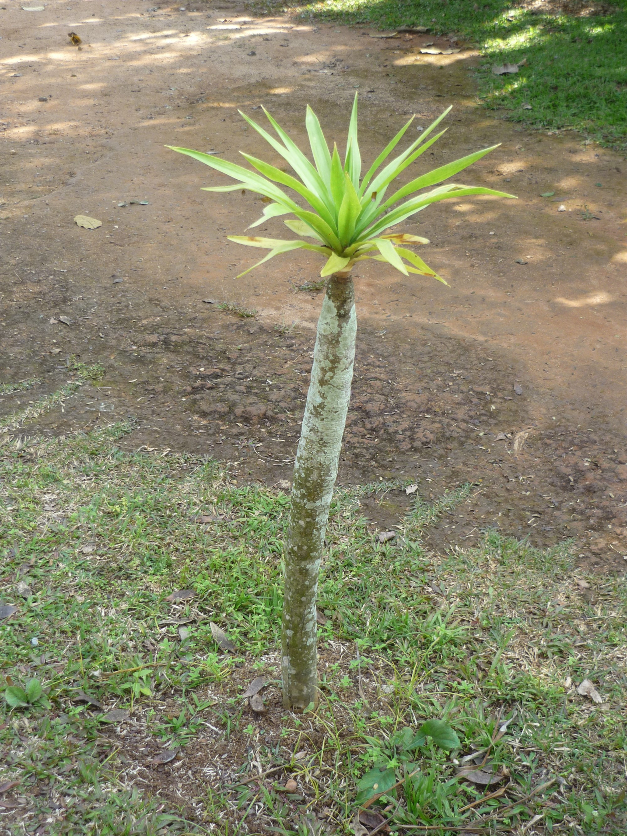 Музей Баан Дам, Thailand