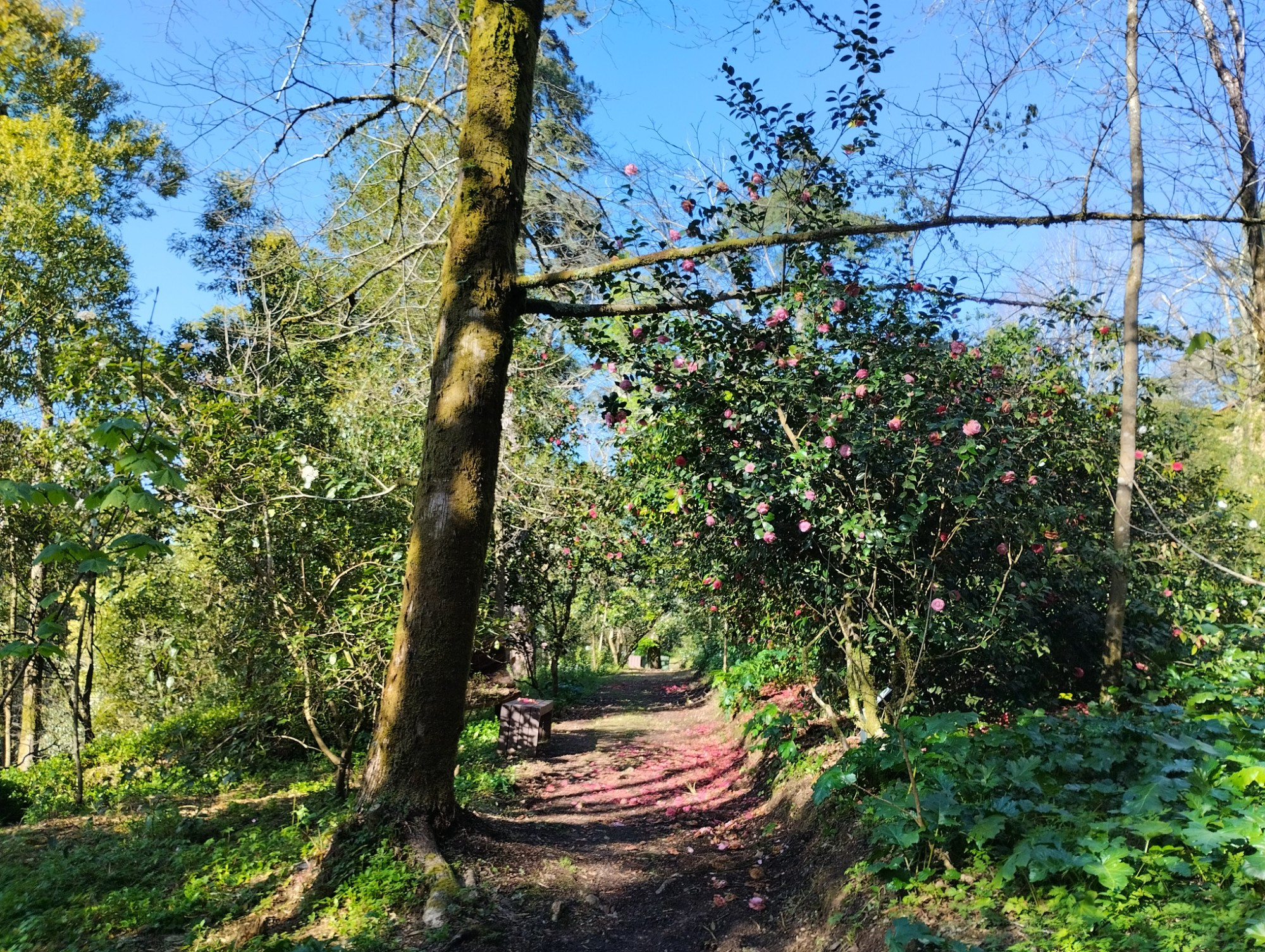 Дворец и лес Буссако, Portugal