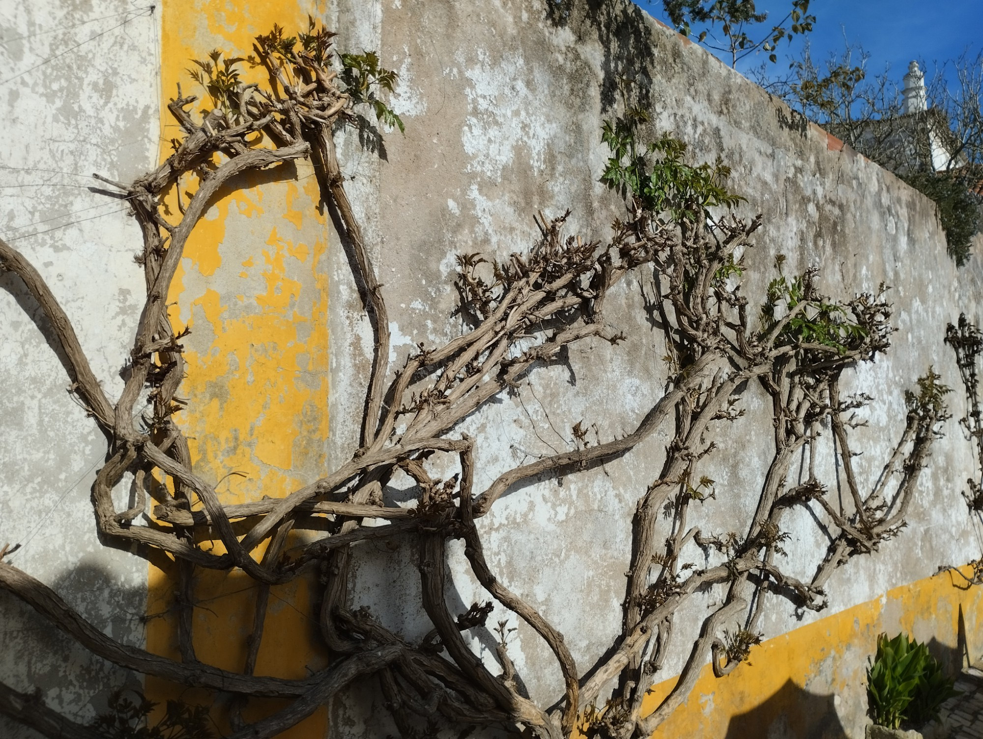 Obidos, Portugal