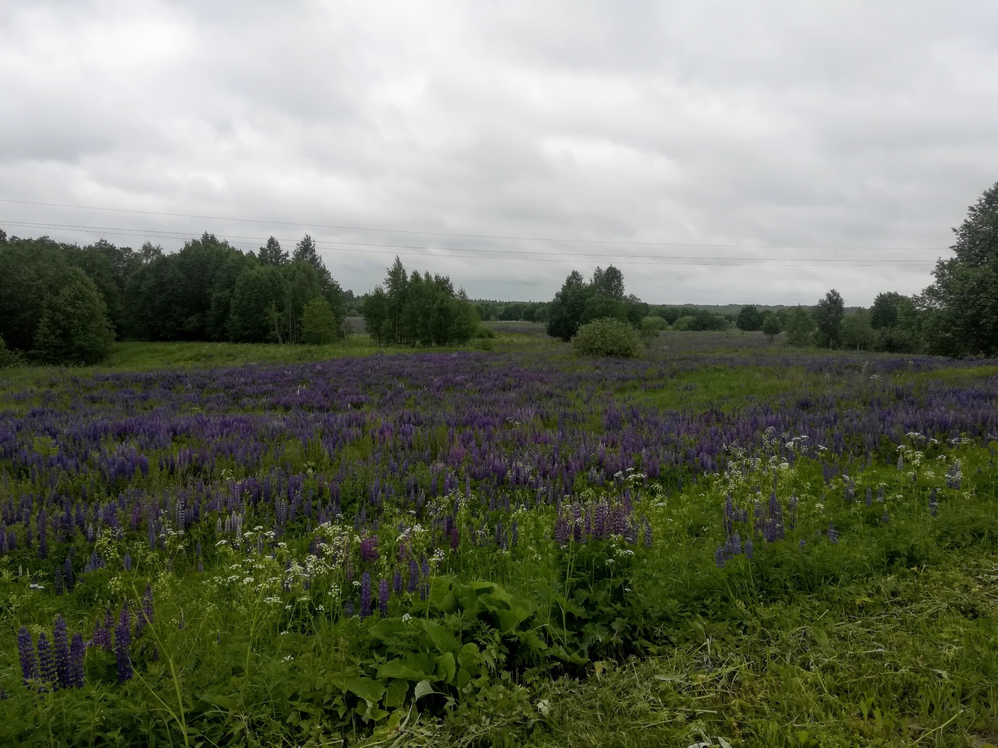 Филенино, Russia