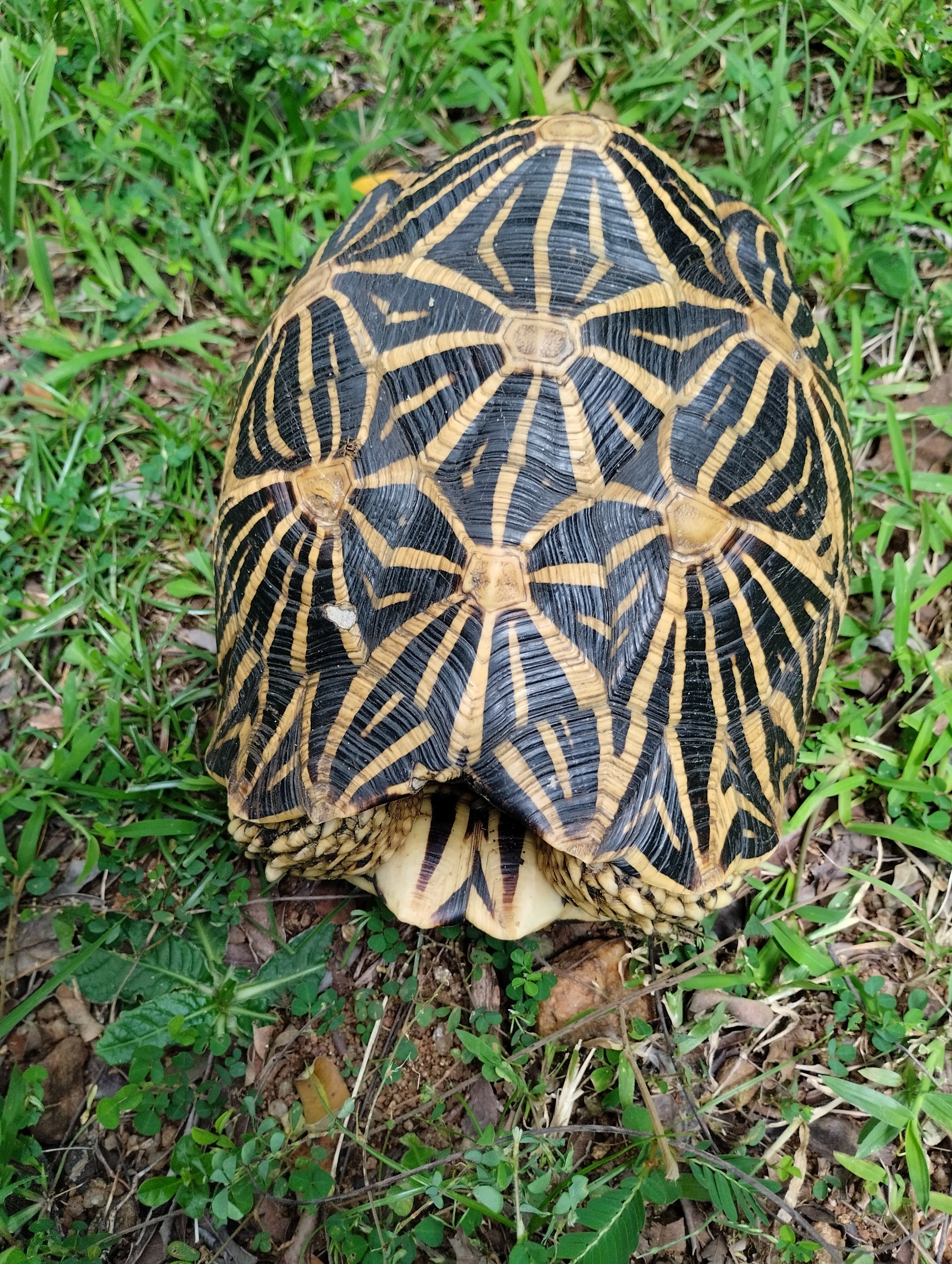 Polonnaruwa, Sri Lanka