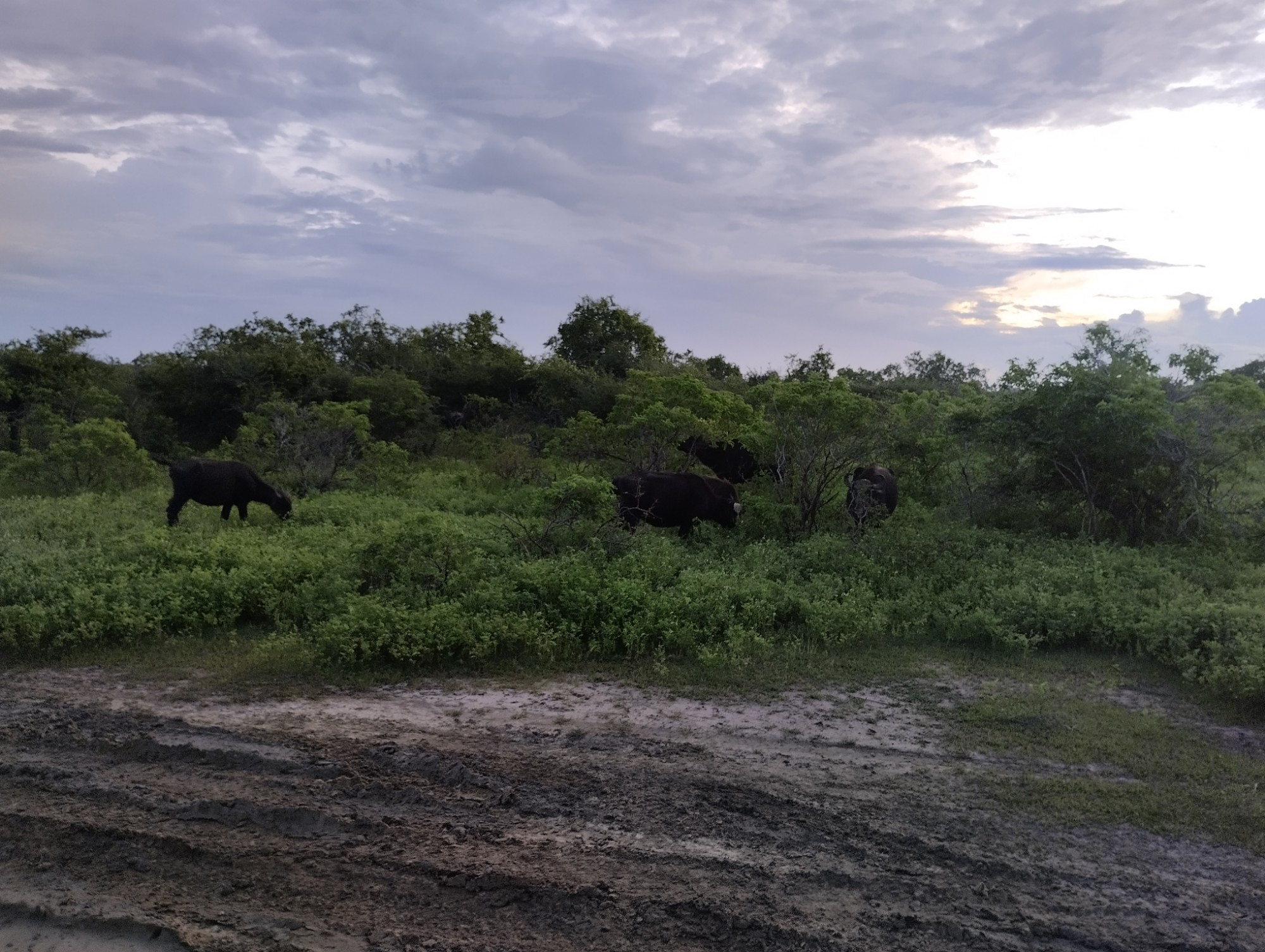 Yala National Park, Sri Lanka