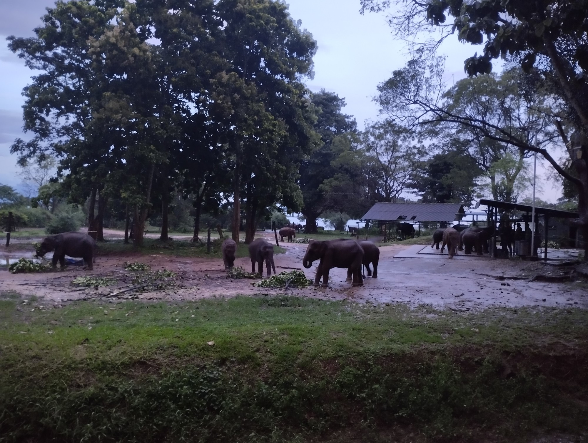 Национальный парк Удавалаве, Sri Lanka