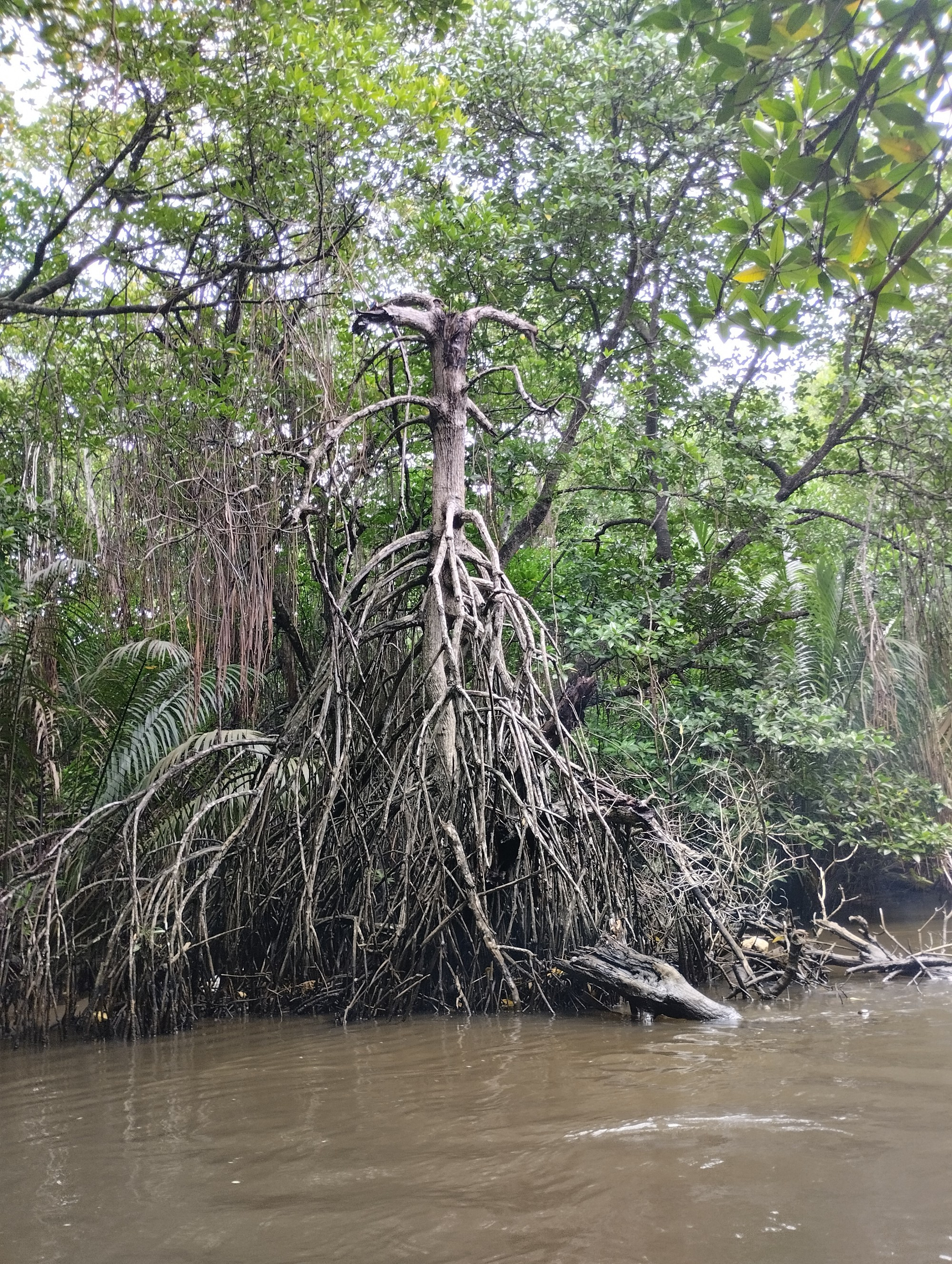 Река Бентота Ганга, Sri Lanka